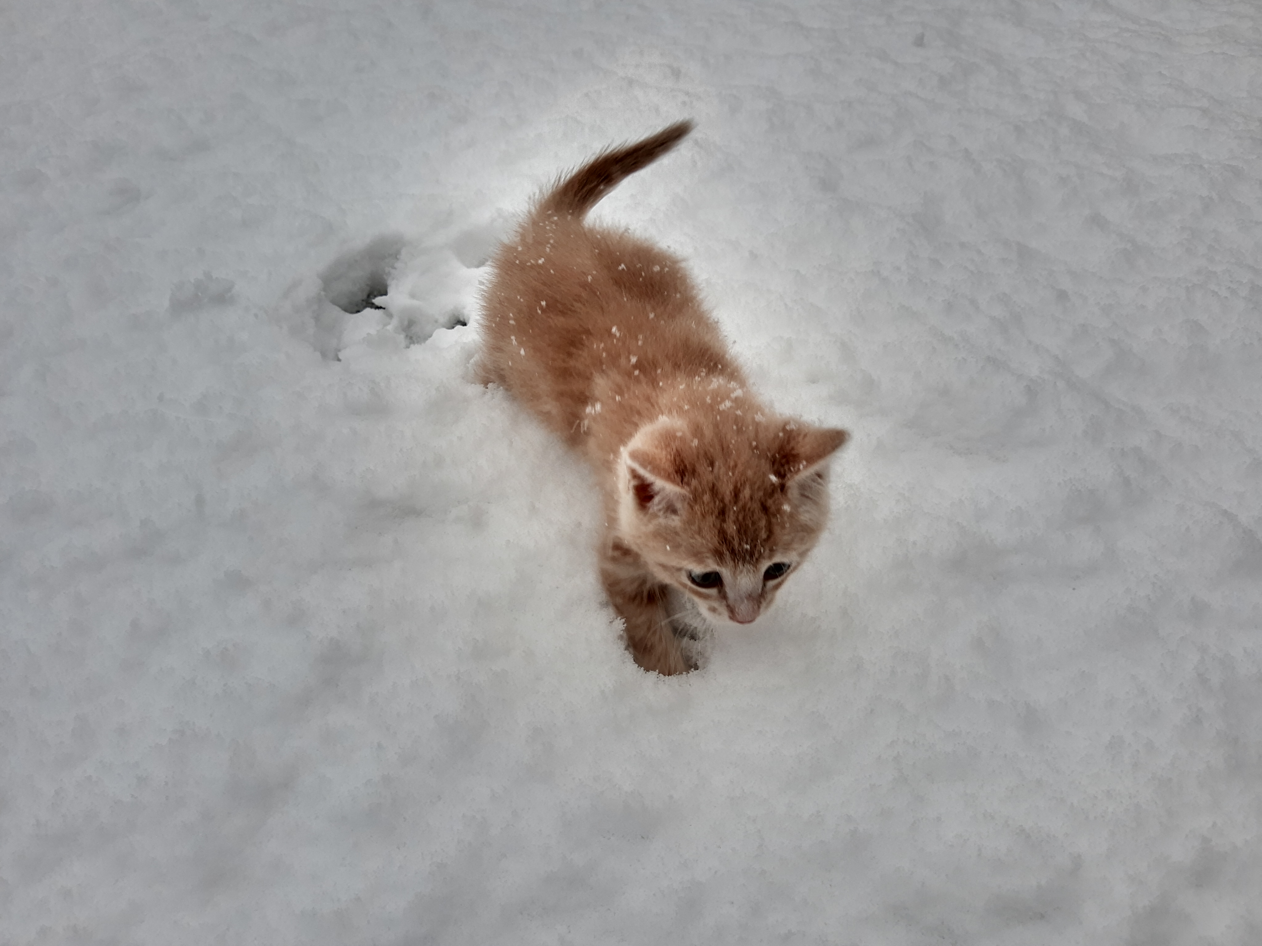 First Snow