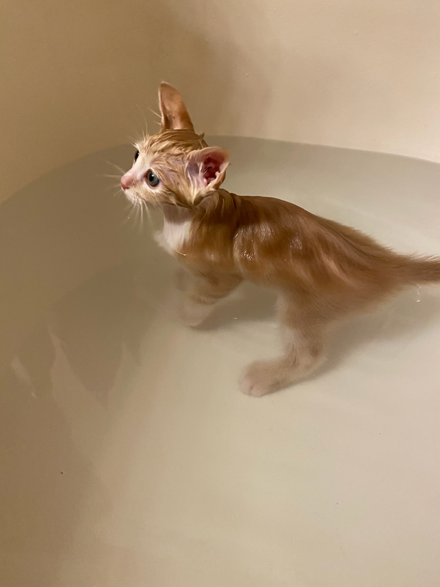 Reggie's Bath